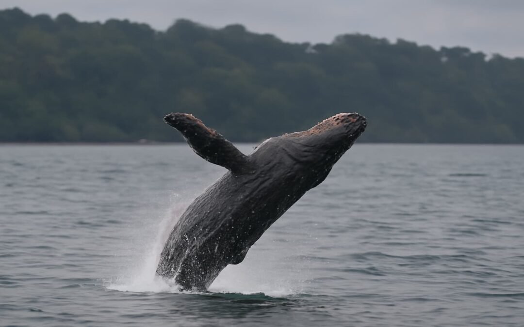 🐋 «Temporada de Ballenas en Piangüita: Un Encuentro Cercano con Gigantes del Mar»